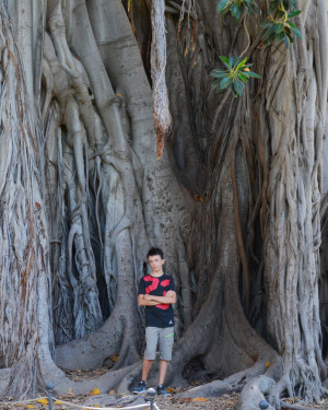 Foto Ficus centrale