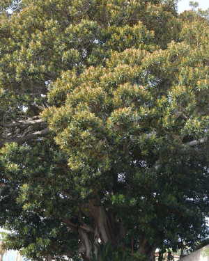 Foto Ficus del Belvedere