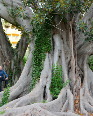 Foto Ficus di Villa Zirio n. 1