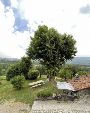 Foto Platano di Villa Mordini