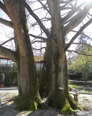 Foto Ginkgo biloba dell'Orto botanico di Lucca