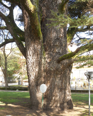 Foto Cedro del Libano dell'Orto botanico di Lucca