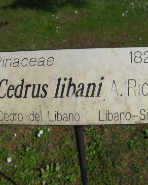 Foto Cedro del Libano dell'Orto botanico di Lucca