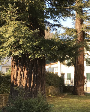 Foto Sequoia del giardino della ex-scuola elementare