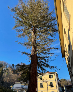 Foto Sequoia del Giardino della ex scuola elementare