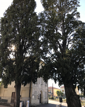 Foto Cipressi della Chiesa di San Cassiano a Vico (esemplare n. 2)