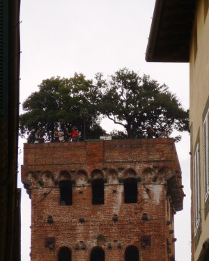 Foto Lecci della Torre Guinigi