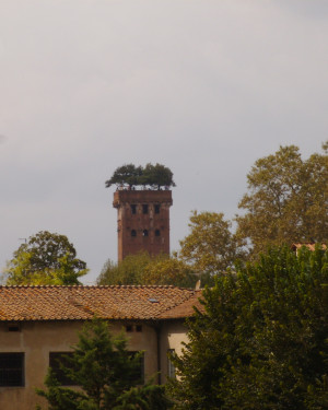 Foto Lecci della Torre Guinigi