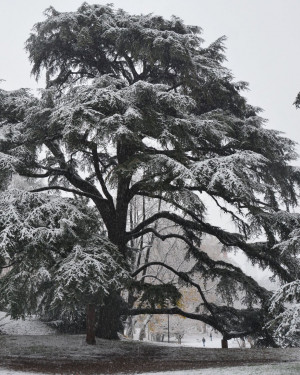 Foto il cedro monumentale dei Giardini Margherita