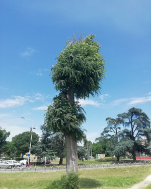 Foto Olmo del Parco Vittorio Veneto