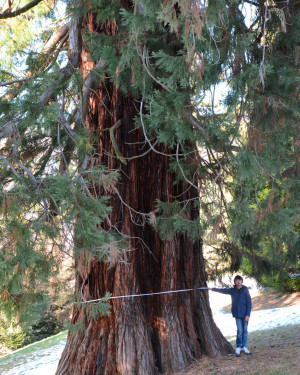 Foto Sequoia gigante di Villa Piazzo