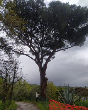 Foto Pinus pinea