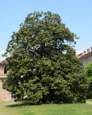 Foto Magnolia del Castello