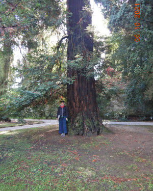 Foto Sequoia dell'Orto botanico (n. 24)