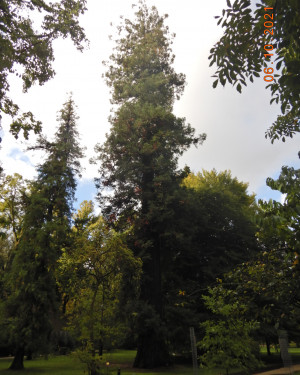 Foto Sequoia dell'Orto botanico (n 68)