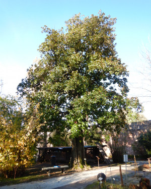 Foto Magnolia dell'Orto botanico