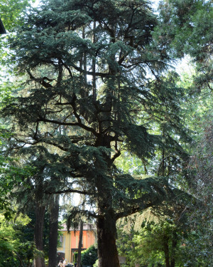Foto Cedro del Libano del Parco Braila