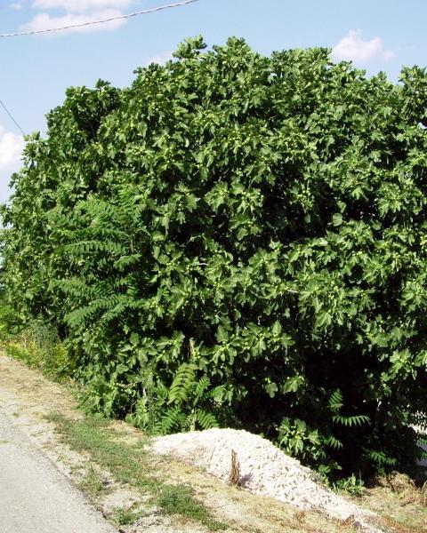 foto ricavata dalle immagini al suolo di Google Maps (aprile 2011)