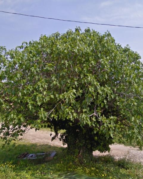 foto ricavata dalle immagini al suolo di Google Maps (aprile 2011)