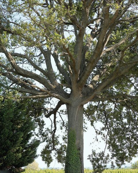 l'originale silhouette della Quercia di Santarcangelo con un "ciuffo" di rami che si aprono alla cima di un fusto snello