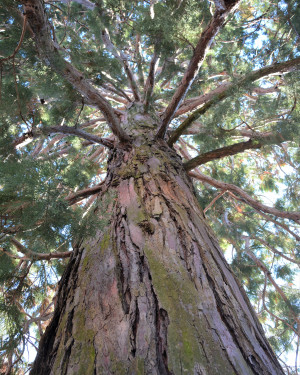 Foto Sequoia dei Salesiani