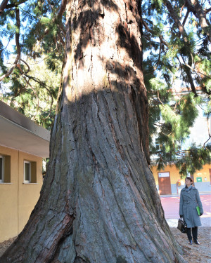 Foto Sequoia dei Salesiani