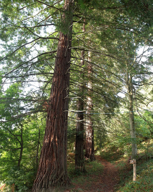 Foto Sequoie delle Ville