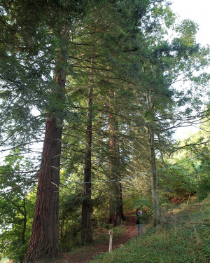 Foto Sequoie delle Ville