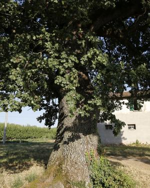 Foto Roverella del Casale