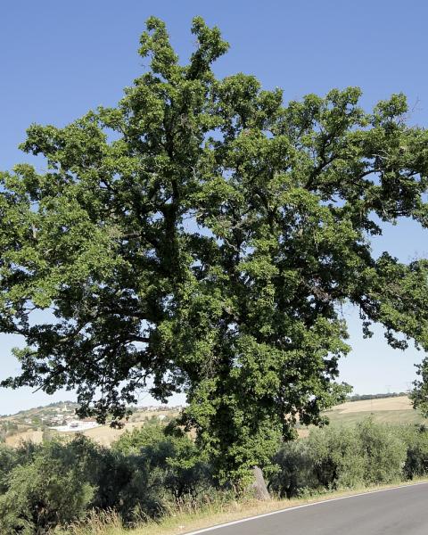 Le grandi querce sono un elemento caratteristico del paesaggio dell'entroterra riminese, così come della regione Marche