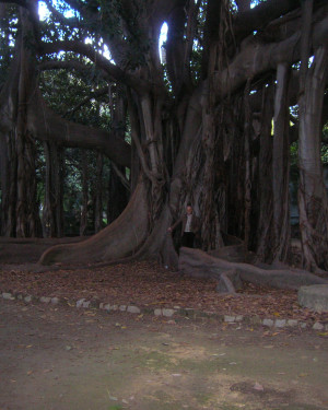 Foto Ficus dell'Orto Botanico