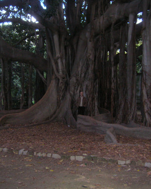 Foto Ficus dell'Orto Botanico