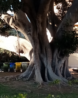Foto Ficus di Via Villa Rosina