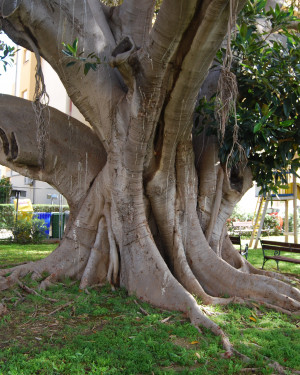 Foto Ficus di Via Villa Rosina