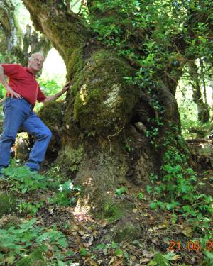 Foto Frassino di Monte Cedro