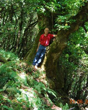 Foto Frassino di Monte Cedro