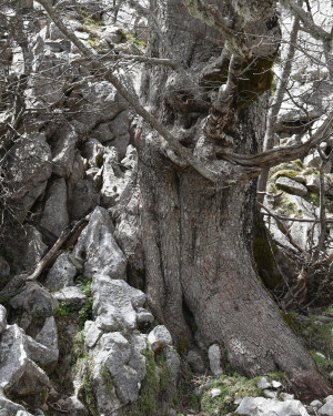 Foto Acero di Monte di Serra Circio n. 4