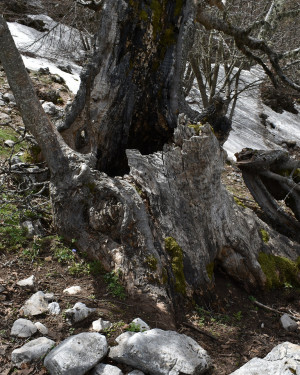 Foto Acero di Monte di Serra Circio n. 5