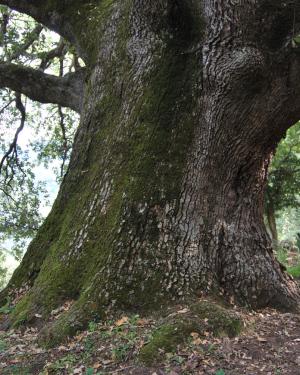 Foto Roverella del Fughetto