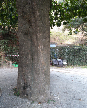 Foto Magnolia di Villa Grumello