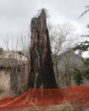 Foto Sequoia minore dell'ex Maneggio del Vicerè