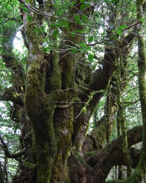 Foto Acero di Monte Cedro n.2