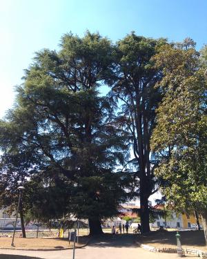 Foto Cedro del Parco Crivelli