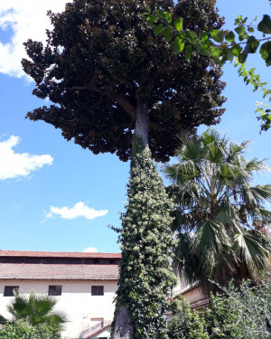 Foto Magnolia di Villa Lendi