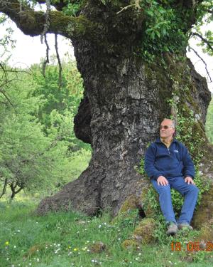 Foto Roverella di Contrada Stricatori 1