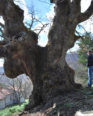 Foto Roverella di San Paolo Chianetta