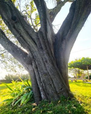 Foto Prunus dulcis (Mill.) D.A.Webb