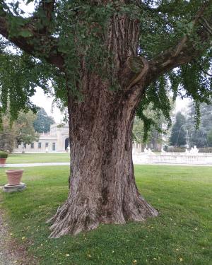 Foto Ginkgo di Villa Litta