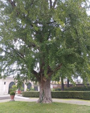 Foto Ginkgo di Villa Litta