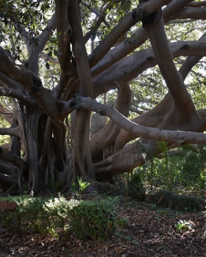 Foto Ficus di Villa Malfitano